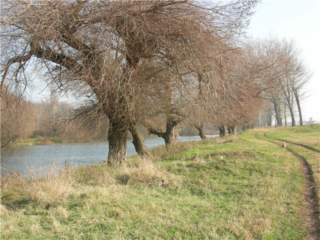 arčilend